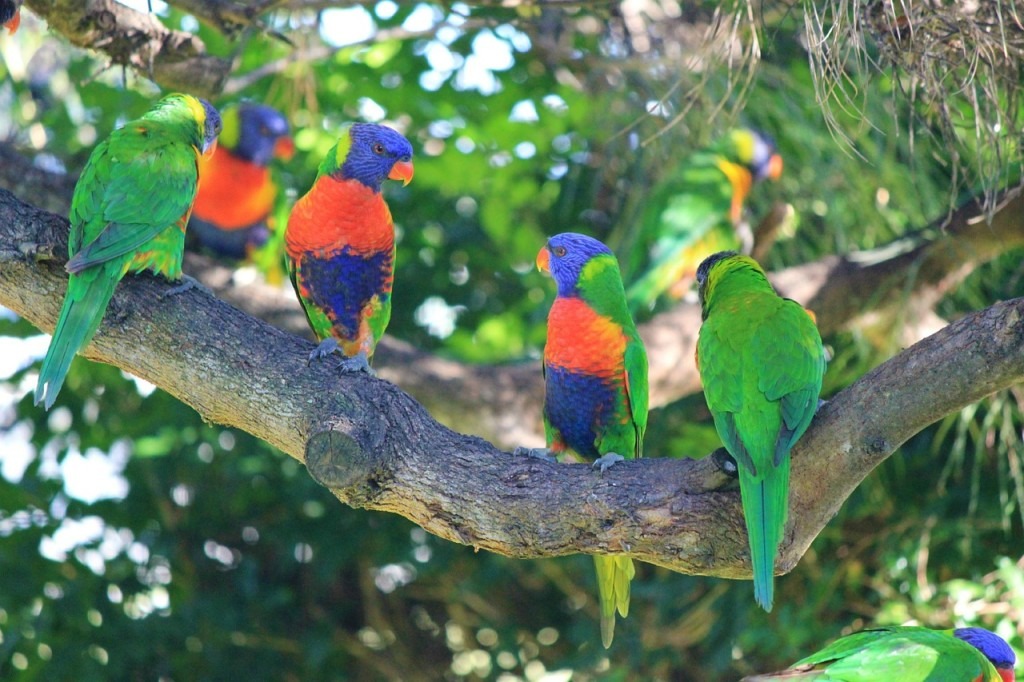 rainbow-lorikeets-433436_1280