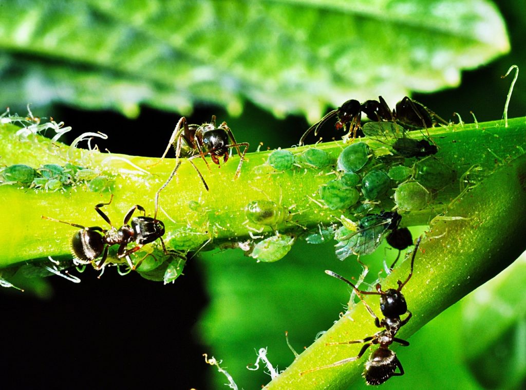 aphids-1432792_1280