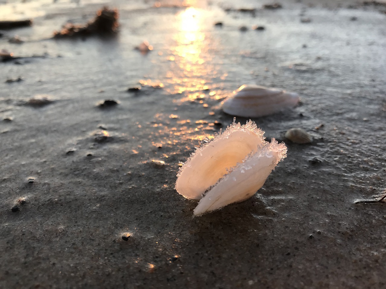 shell-3085605_1280 Muschel mit Frostkristallen