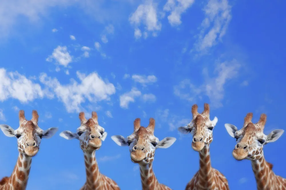 5 Giraffenköpfe vor blauem Himmel