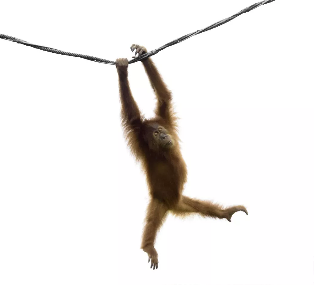 Auch eine Art Durchhänger: Orang Utan Baby hangelt sich an einem Seil entlang