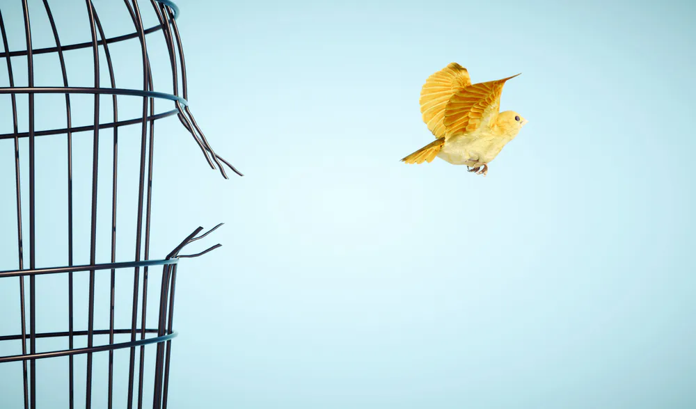 Kanarienvogel fliegt fort von einem Käfig mit zerbrochenen Gitterstäben.